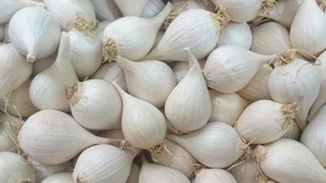 Công dụng đặc biệt của tỏi Lý Sơn