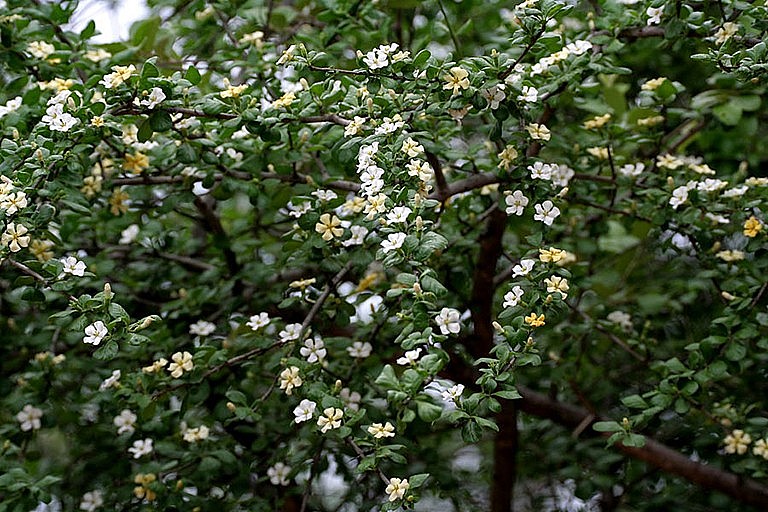 Cây găng tu hú có tên khác là găng trâu, găng gai, cây tu hú Cây găng tu hú có tên khác là găng trâu, găng gai, cây tu hú