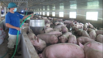 Dự báo giá heo hơi ngày 15/9: Xu hướng tiếp tục giảm ở một vài địa phương