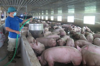 Dự báo giá heo hơi ngày 15/9: Xu hướng tiếp tục giảm ở một vài địa phương