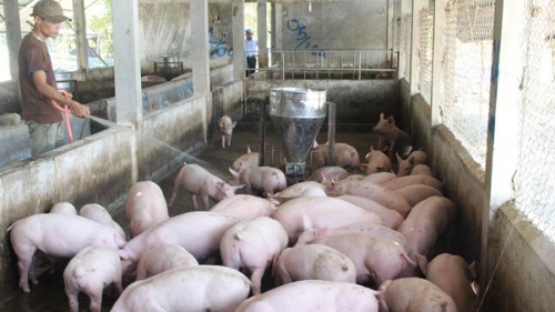 Giá heo hơi hôm nay 15/9: Đa số giảm 1.000 đồng/kg, giá thức ăn chăn nuôi giảm liệu đây có phải là cơ hội để tăng tái đàn?