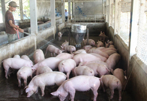 Giá heo hơi hôm nay 15/9: Đa số giảm 1.000 đồng/kg, giá thức ăn chăn nuôi giảm liệu đây có phải là cơ hội để tăng tái đàn?