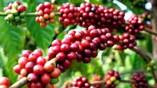Giá nông sản hôm nay 15/9: Cà phê tăng khởi sắc đạt đỉnh 66.500 đồng/kg, hồ tiêu trầm lắng chưa vượt đỉnh 73.500 đồng/kg