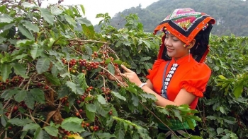 Lễ hội Cà phê Sơn La năm 2023: Quảng bá và tôn vinh hạt cà phê Việt