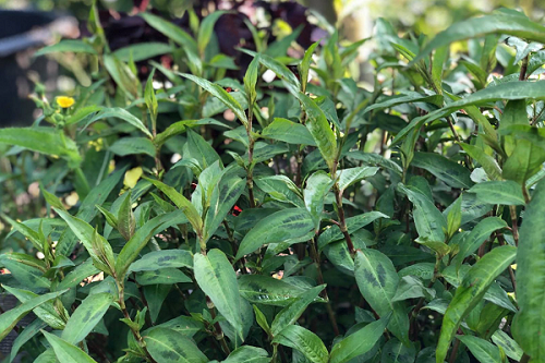 Loại rau ăn kèm với trứng vịt lộn bổ như thuốc, nhưng ăn sai cách coi chừng ôm họa