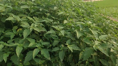 Loại rau mọc “vô tội vạ” không chăm vẫn tốt um, lá xào ăn cực ngon