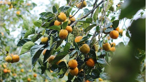 Mùa thu, khi ăn hồng nhớ kỹ nguyên tắc “7 không” kẻo rước bệnh vào thân