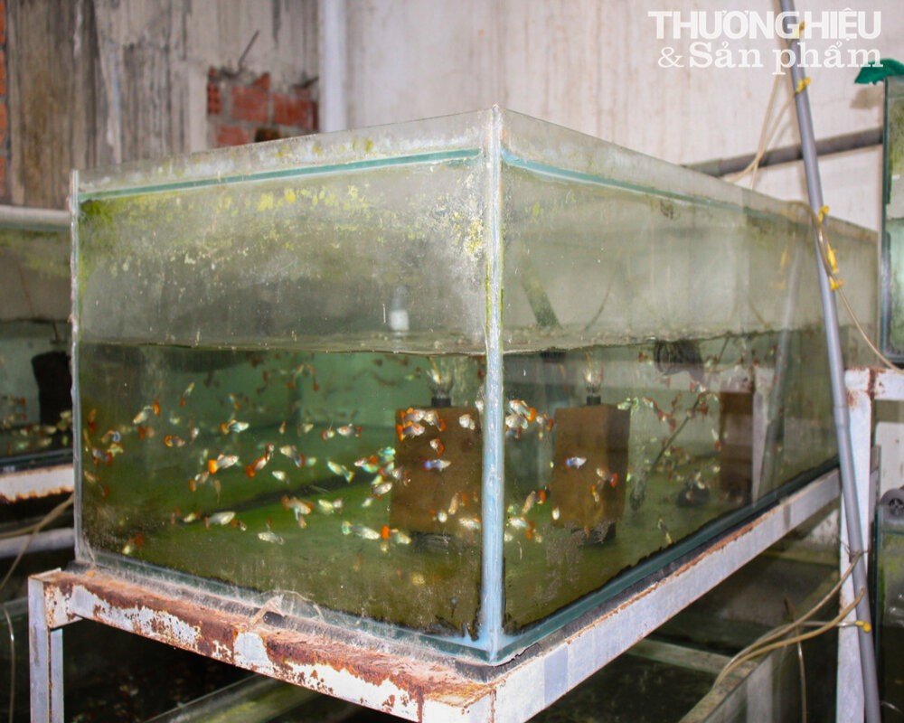 Chàng trai Đà Nẵng kiếm hàng trăm triệu mỗi năm nhờ nuôi loài cá bé tí