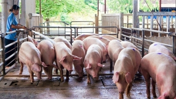 Giá heo hơi hôm nay 16/9: Ổn định, ghi nhận mức thấp nhất 55.000 đồng/kg