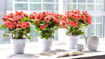 Loài hoa được mệnh danh là “phú quý mãn đường”, cắt cành cắm xuống đất chỉ 10 ngày liền bén rễ