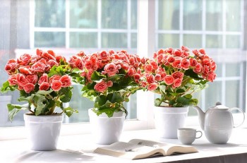 Loài hoa được mệnh danh là “phú quý mãn đường”, cắt cành cắm xuống đất chỉ 10 ngày liền bén rễ