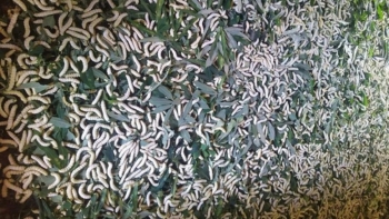 Loài côn trùng nhìn ghê sợ nhưng được ví “đại bổ như sâm”