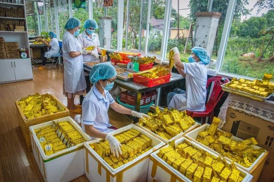 Biến loại trái từ cây chắn gió thành sản phẩm xuất ngoại