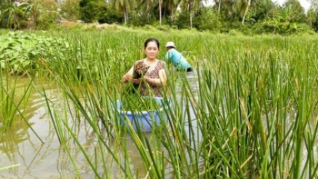 Loại rau dại ăn hàng ngày, bỗng trở thành đặc sản đắt khách
