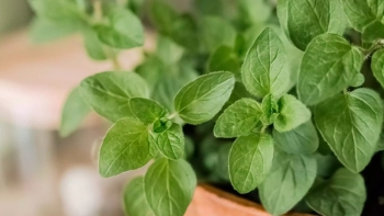 Thứ lá gia vị có giá lên tới 1,2 triệu đồng/kg, gieo hạt trong chậu 3 tháng là cho thu hoạch