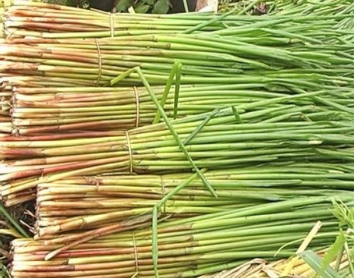 Loại rau dại ăn hàng ngày, bỗng vài năm gần đây trở thành đặc sản đắt khách Loại rau dại ăn hàng ngày, bỗng vài năm gần đây trở thành đặc sản đắt khách