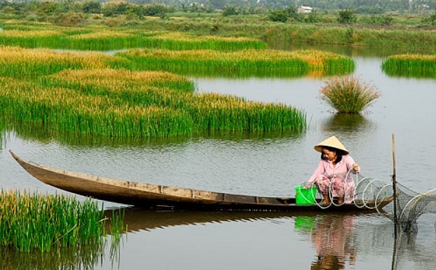 Loại rau dại ăn hàng ngày, bỗng vài năm gần đây trở thành đặc sản đắt khách Loại rau dại ăn hàng ngày, bỗng vài năm gần đây trở thành đặc sản đắt khách