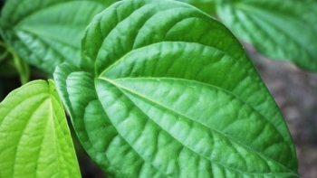 6 phương pháp dân gian chữa đau mắt đỏ tại nhà an toàn, hiệu quả