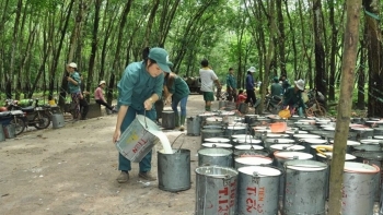 Eu tăng nhập khẩu cao su của Việt Nam