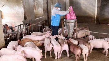 Giá heo hơi hôm nay 17/9: Thị trường duy trì giảm trong tuần tới?