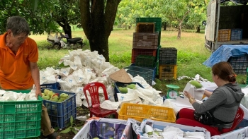 Xoài cát Hoà Lộc tăng giá gấp đôi