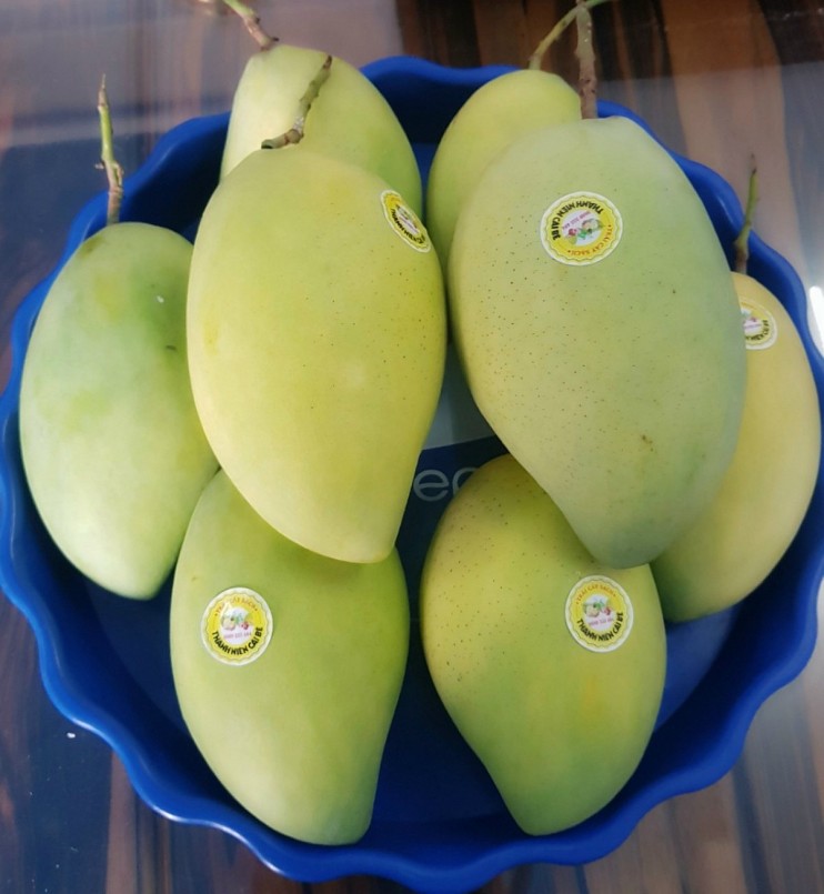 Xoài cát Hoà Lộc tăng giá gấp đôi 