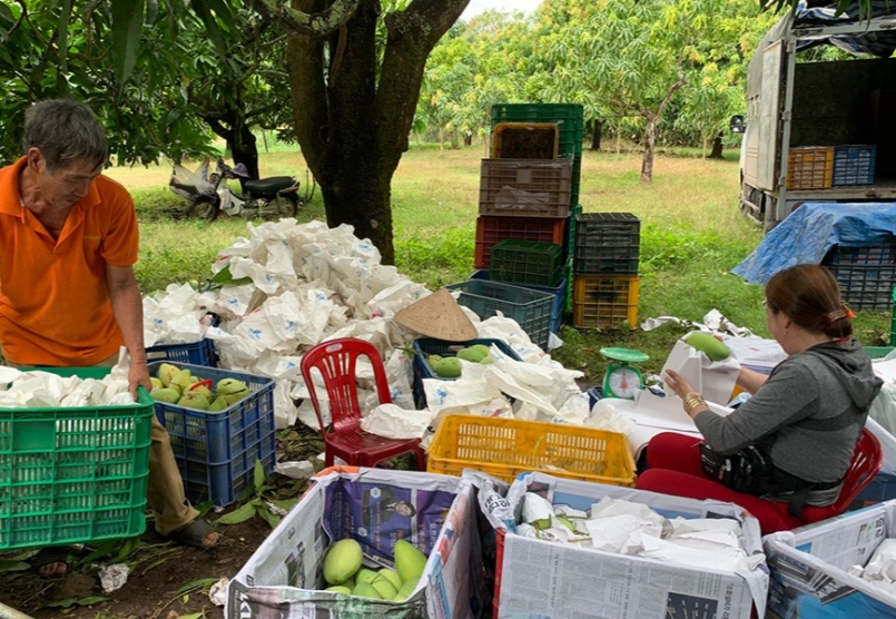 Nông dân thu hoạch xoài cát Hoà Lộc