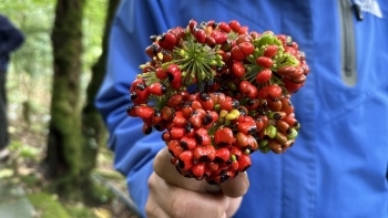 Chuyên gia “vạch trần” sự thật hạt sâm Ngọc Linh giá siêu rẻ 2,3 triệu đồng/kg