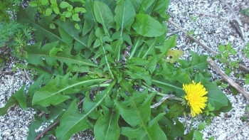 Loài cây mọc hoang có vòng đời ngắn lại chứa chất chống di căn ung thư