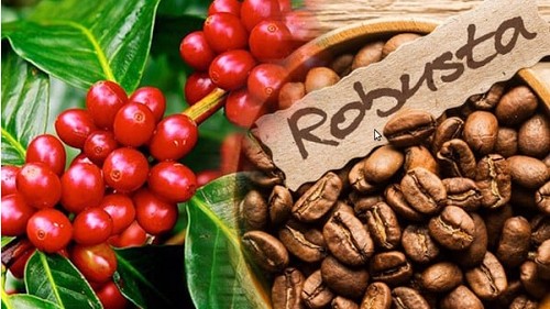 Giá nông sản hôm nay 18/9: Cà phê nối dài chuỗi tăng khởi sắc, hồ tiêu không giữ được đỉnh cũ