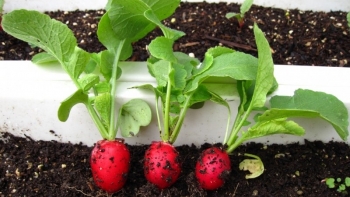 Những loại rau củ quả tí hon vừa bổ vừa dễ trồng, giá cao gấp 10 lần loại thường vẫn được săn lùng