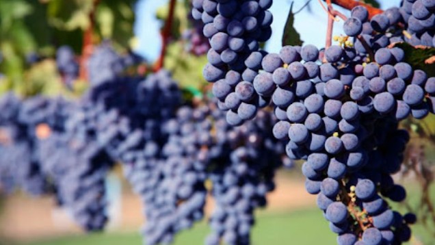 Quả nho vừa ngon vừa bổ nhưng không nên ăn chung với 4 loại thực phẩm này