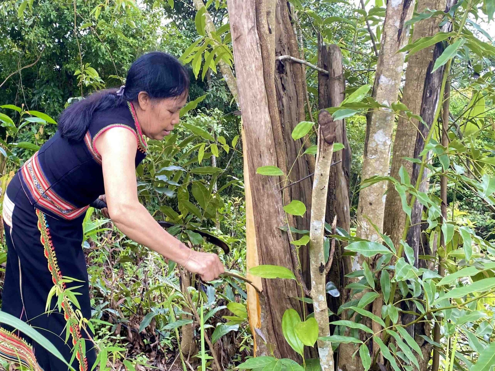 Rượu ghè Mẹ Dung – tinh hoa của đồng bào Ba Na