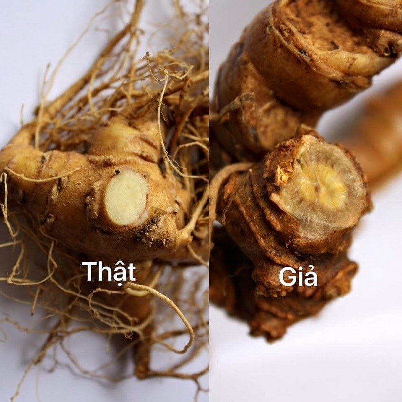 Phân biệt sâm Ngọc Linh thật và giả qua hình thái bên ngoài củ sâm Phân biệt sâm Ngọc Linh thật và giả qua hình thái bên ngoài củ sâm