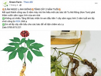 Sâm Ngọc Linh được bán siêu rẻ trên chợ mạng, chuyên gia khẳng định đa phần là củ tam thất