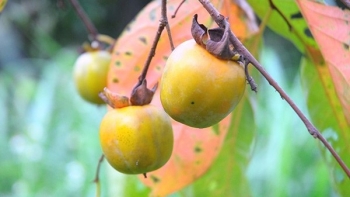 Những thương hiệu hồng giòn nổi tiếng, ăn một lần là nhớ mãi