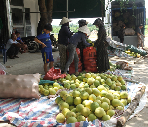 Thủ phủ bưởi Phúc Trạch nhộn nhịp vào mùa thu hoạch