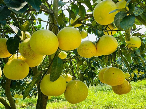 Thủ phủ bưởi Phúc Trạch nhộn nhịp vào mùa thu hoạch