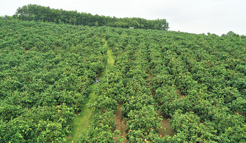 Thủ phủ bưởi Phúc Trạch nhộn nhịp vào mùa thu hoạch