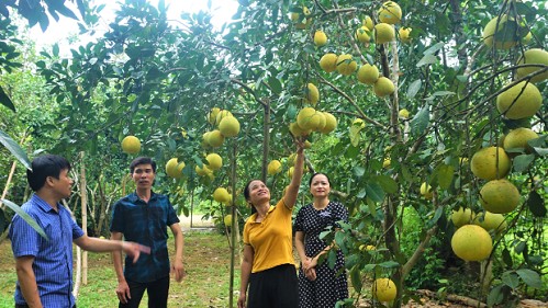 Bưởi Phúc Trạch được xem là “Đệ nhất danh quả”, đặc sản của tỉnh nào?