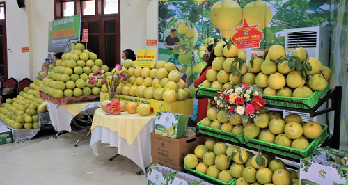 Thủ phủ bưởi Phúc Trạch nhộn nhịp vào mùa thu hoạch