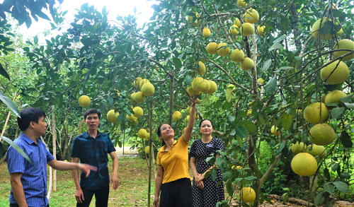 Thủ phủ bưởi Phúc Trạch nhộn nhịp vào mùa thu hoạch