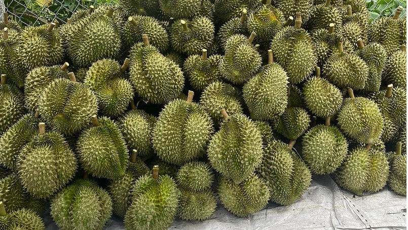 8 tháng, Trung Quốc đã 6 lần gửi thông báo vi phạm về mã số vùng trồng