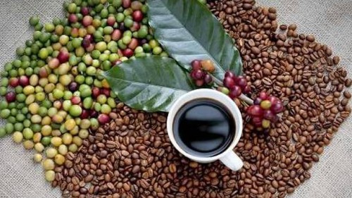 Giá nông sản hôm nay 21/9: Cà phê tiếp tục giảm bao trùm, giá tiêu đi ngang giữ đỉnh 72.500 đồng/kg