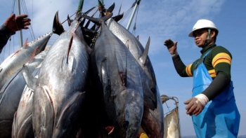 Xuất khẩu cá ngừ đạt mức cao nhất kể từ đầu năm