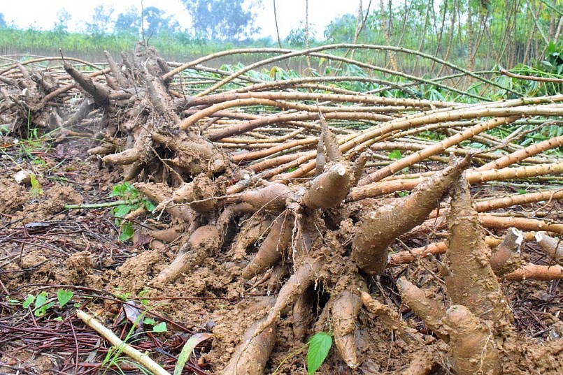 Củ sắn xưa ăn chống đói