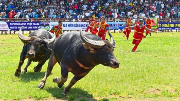 Hé lộ tuyệt kỹ nghề luyện trâu chọi ở Đồ Sơn