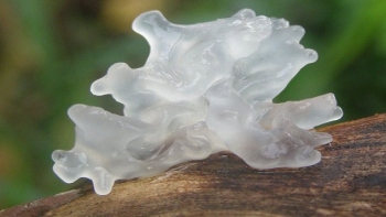 Thứ sần sùi chui lên từ gỗ mục, được mệnh danh “tổ yến của người nghèo”, tốt cho người suy nhược cơ thể