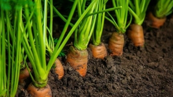 Loại củ có nhiều vào mùa đông, ăn sống hay chín đều ngon, gieo hạt 3 tháng là cho thu hoạch