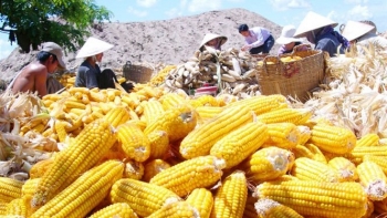 Việt Nam chi trên 1,71 tỷ USD nhập khẩu ngô